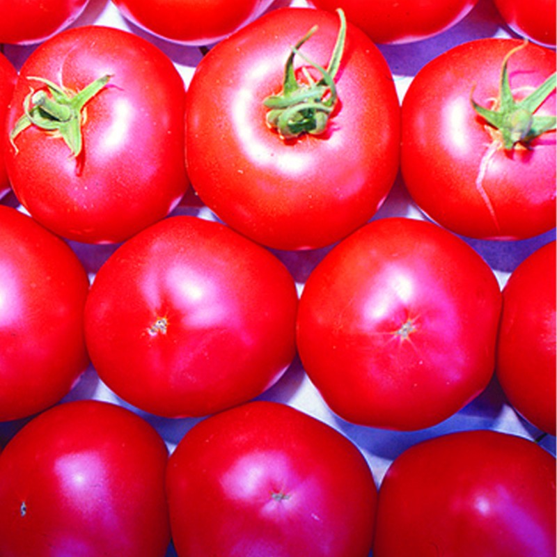 Zollinger Bio - Tomaten Samen, Berner Rosen