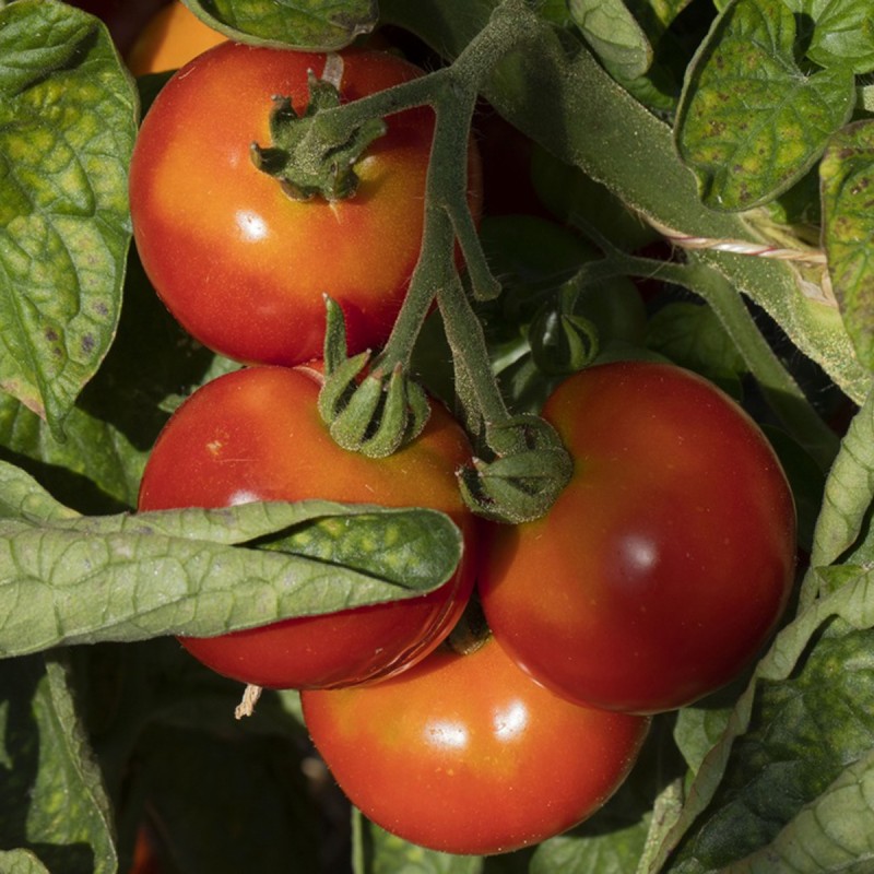 Zollinger Bio - Tomaten Samen, Sibirische Frühe
