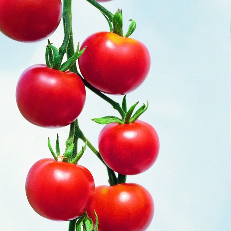 Zollinger Bio - Minitomaten Samen, Typ Rote Cherry