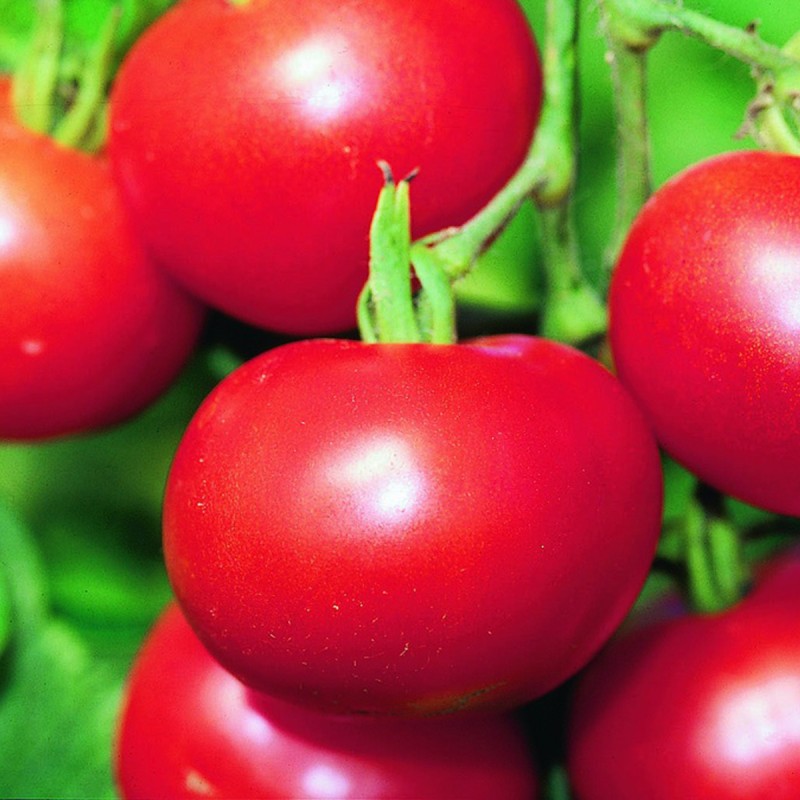 Zollinger Bio - Tomaten Samen, Matina