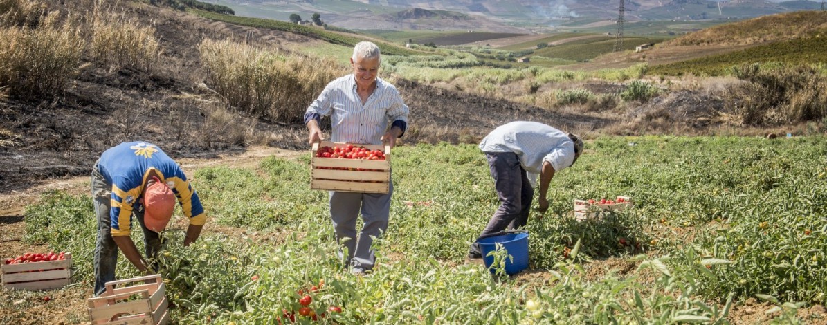 Tomaten & Co. Sizilien