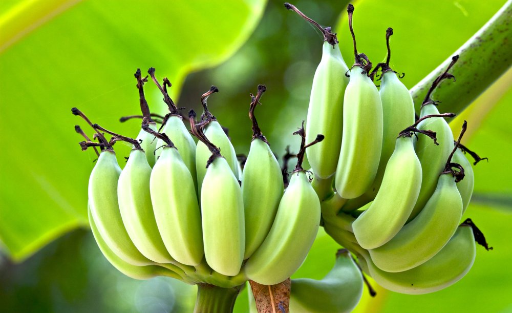 Essen statt vernichten: Bananitos retten